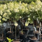 Hortenzia metlinatá (Hydrangea paniculata) ‘MAGICAL MATTERHORN’ - výška 80-100 cm, kont. C10L - NA KMIENKU